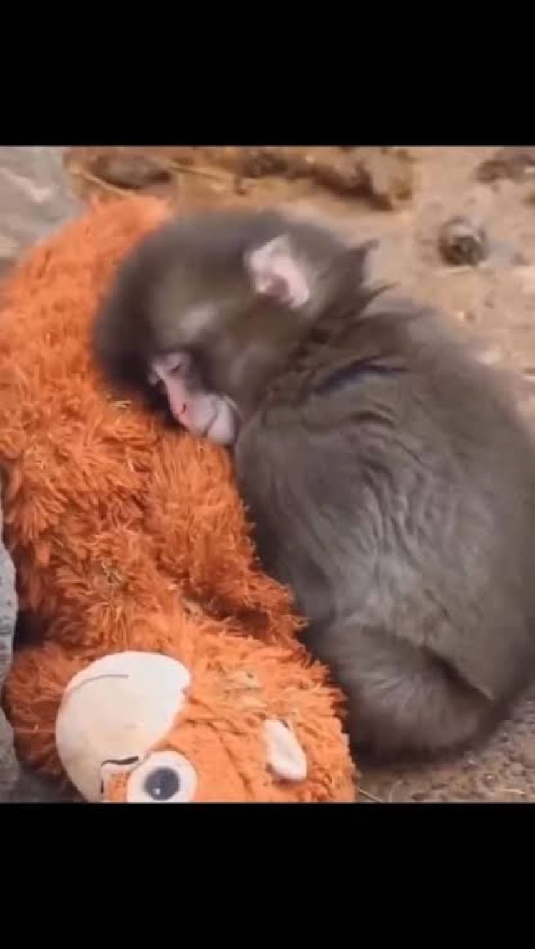 قصته تفطر القلوب.. القرد “بانش” ودميته يأسران زوار حديقة حيوان يابانية